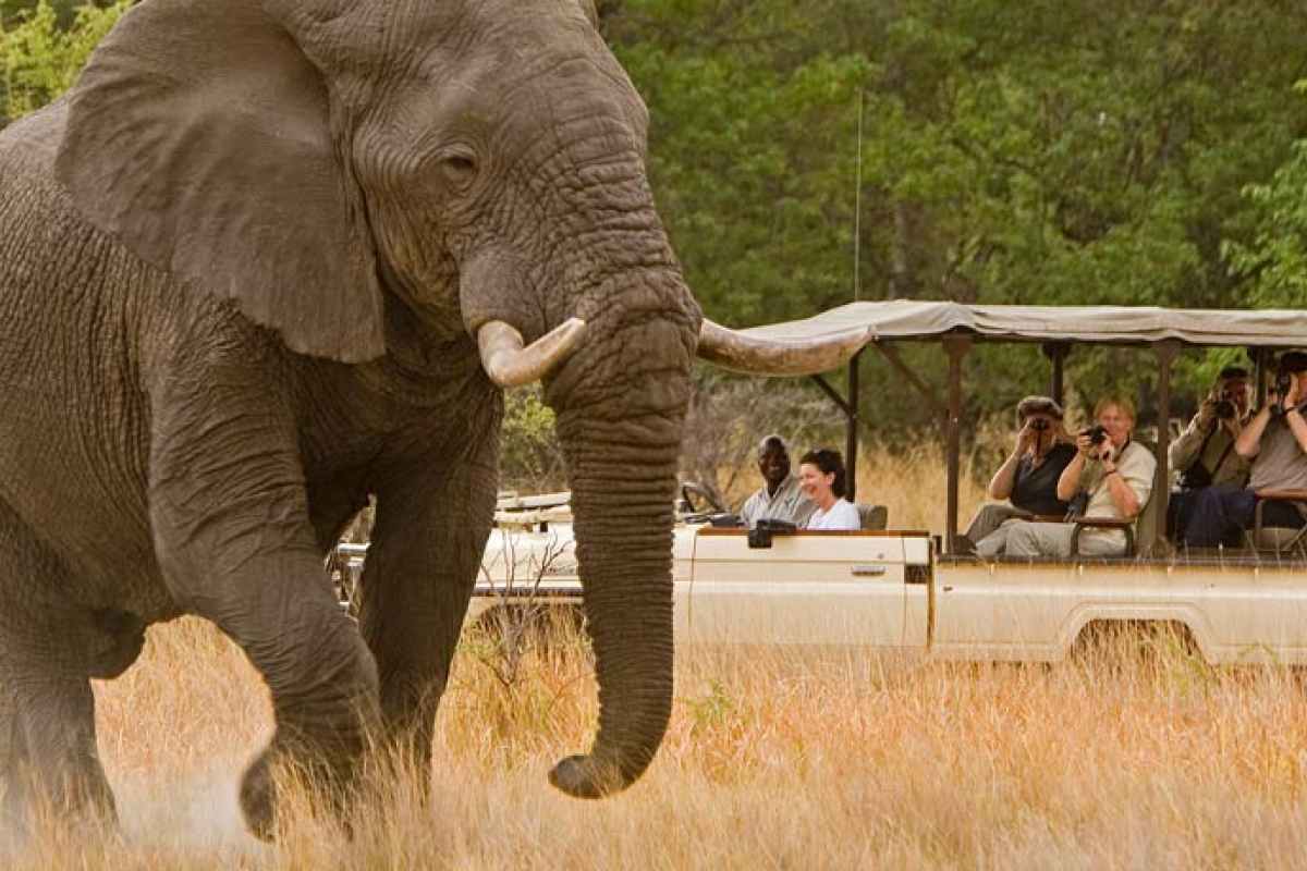 African Safari